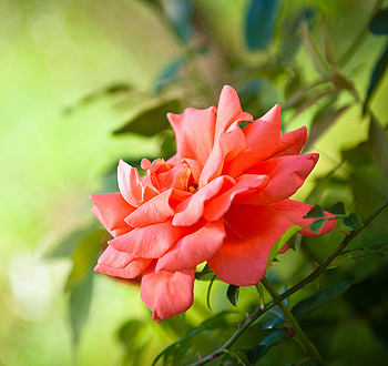 Web漏洞扫描工具