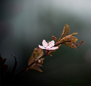 Web漏洞扫描工具